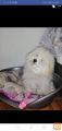 Prodam cotona de tulear, samicko 064177727
