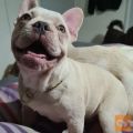 French bulldog puppy AKC quality for free adoption !!!