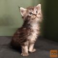 GIL-GALAD - cistokrvni Maine Coon - Kralj!)