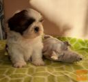 SHIH-TZU s rodovnikom - REZERVACIJE