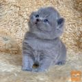LOVE BRITISH SHORT KITTEN AVAILABLE