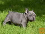 Francoski buldog mladički;;