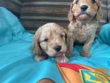Osupljivi zdravstveno preizkušeni mladički Cavapoo