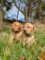 Mladiči lisice rdečega labradorca,