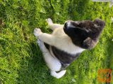 Beautiful Akita puppies ready for their new home