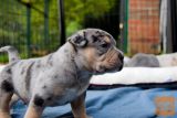 American pocket bully - Rodovnik šampionov