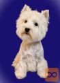 WEST highland white terrier 