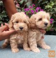 MALTIPOO stenad