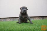 Pit bull bluenose muzijak na prodaju