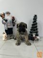 Preca Canario Kanarska doga štenci