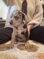 Louisiana catahoula mladički 