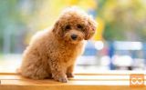 Maltipoo i Toy pudle