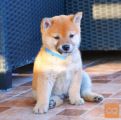 Shiba inu štenci