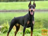 Doberman i Patuljasti pinc