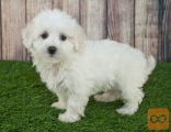 Maltipoo i Toy pudle