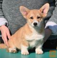 Velski korgi/Welsh Corgi Pembroke POVOLJNO