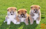 Akita inu i Shiba Inu