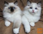 Mucki pasme Ragdoll