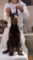 Doberman muško štene