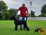 Giant schnauzer adult male for sale