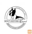 Boston terrier stenad