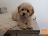 Maltipoo štenci – savršeni kućni ljubimci!