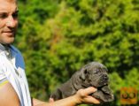 Cane Corso Kane Korso
