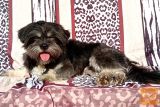 Shih poo