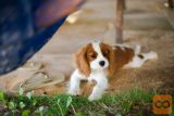 Cavalier king charles španjel