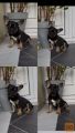 Francuski Buldog black & tan musko stene