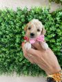 Maltipoo štenci