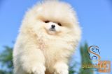 Pomeranac Boo štenci