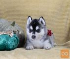 Sibirski husky FCI rodovnik